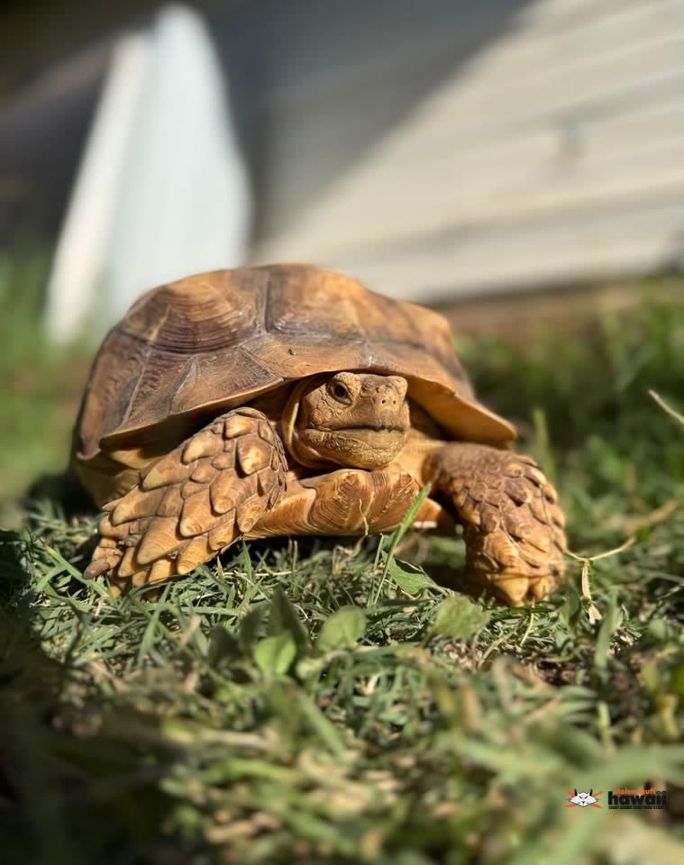 FOUND PET - Makaha near Surfboard Lane, Oahu | SSH Search