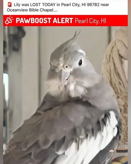 LOST PET - Oceanview Bible Chapel, Pearl City, Oahu | SSH Search