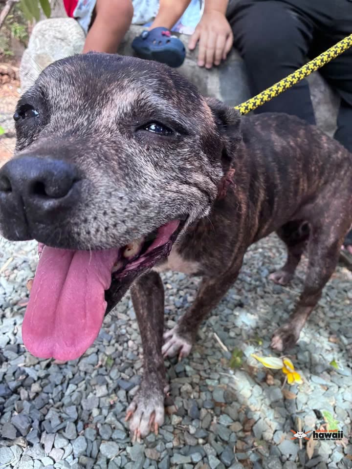 FOUND PET - Newtown, Oahu | SSH Search
