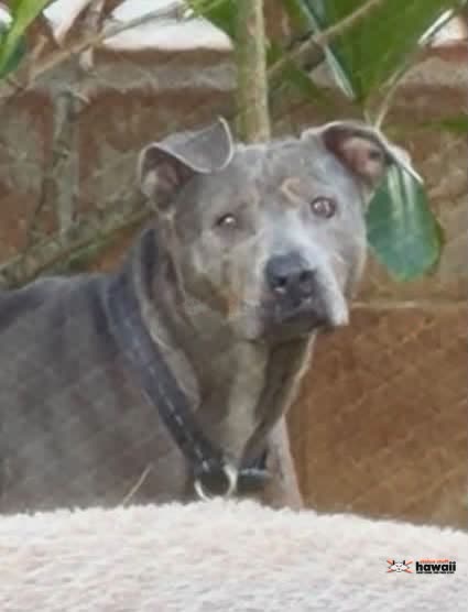 ANIMAL SIGHTING - Mililani, Oahu | SSH Search