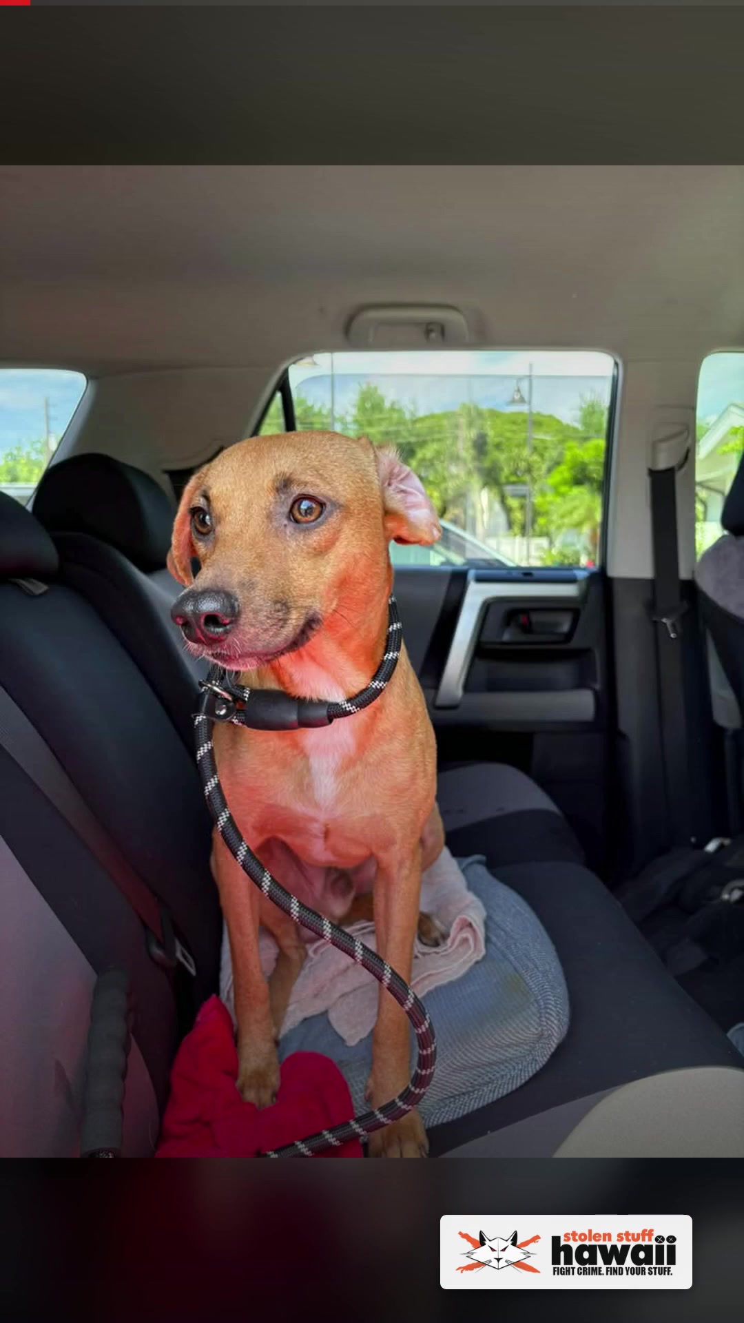 FOUND PET - Genki Sushi, Waikele, Oahu | SSH Search