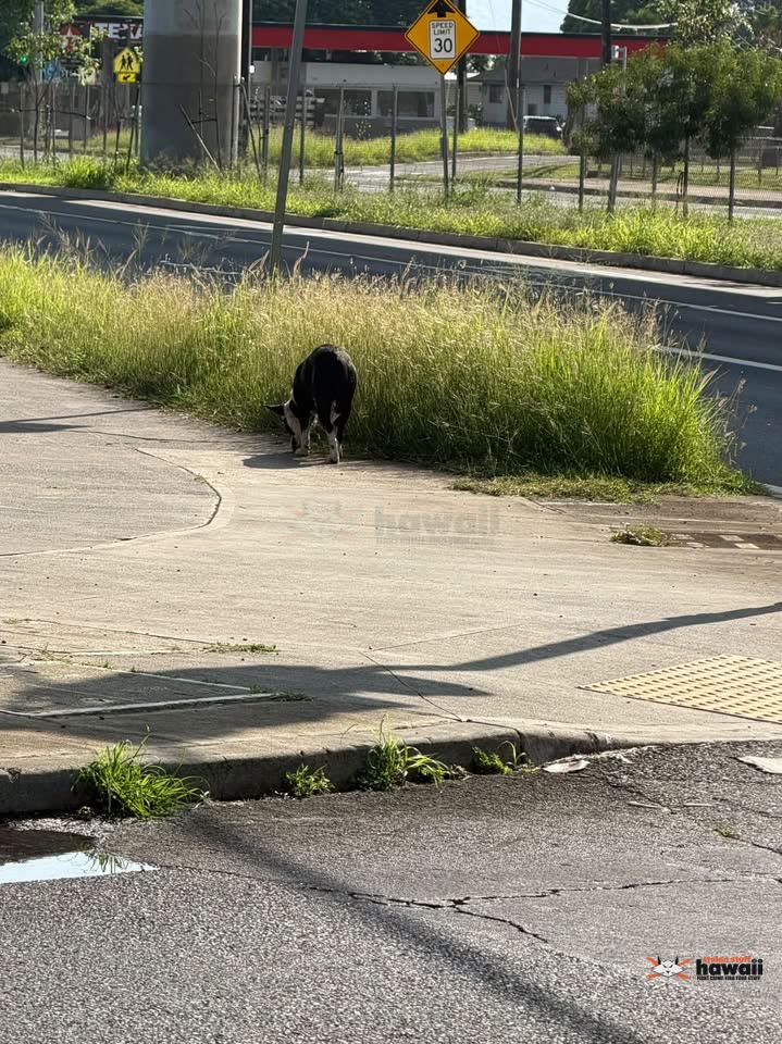 FOUND PET - Oahu Christian Church, Waipahu, Oahu | SSH Search