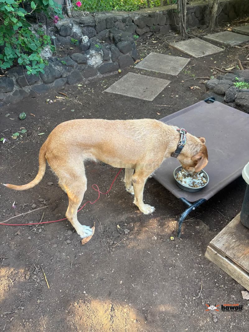 LOST PET - Nanakuli, Oahu | SSH Search