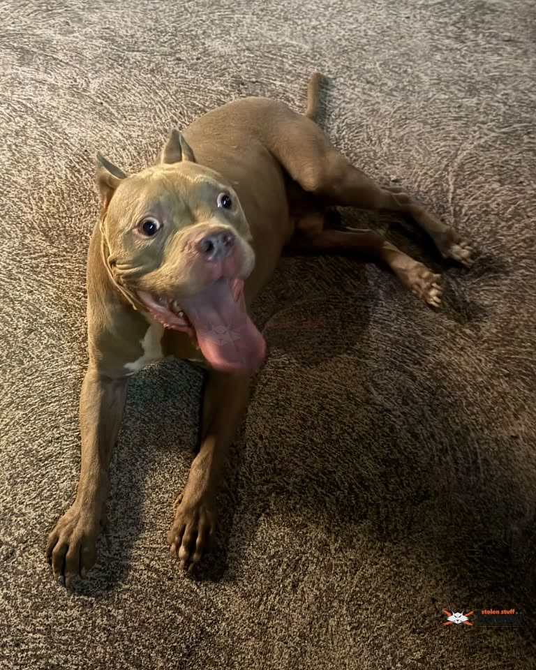 FOUND PET - Houghtailing, Oahu | SSH Search
