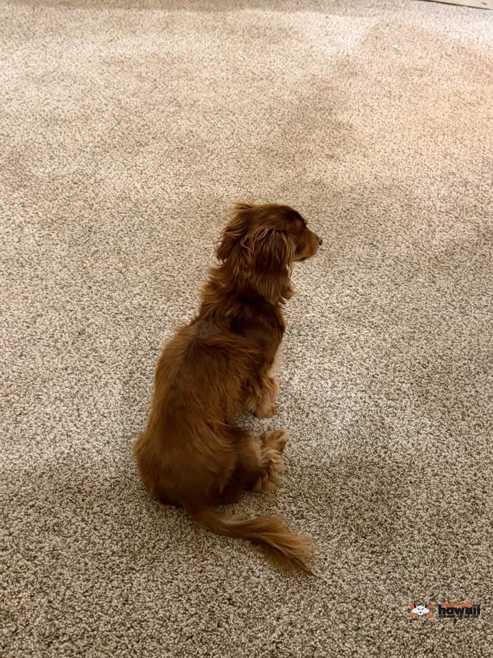 LOST PET - Unknown | SSH Search
