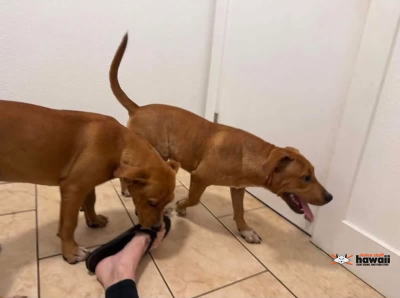 FOUND PET - Mokuleia, Oahu | SSH Search