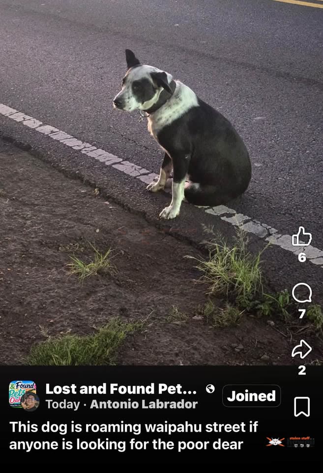 FOUND PET - Waipahu, Oahu | SSH Search