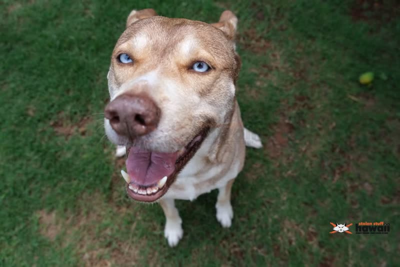 LOST PET - Fort Weaver Road, Ewa Beach | SSH Search