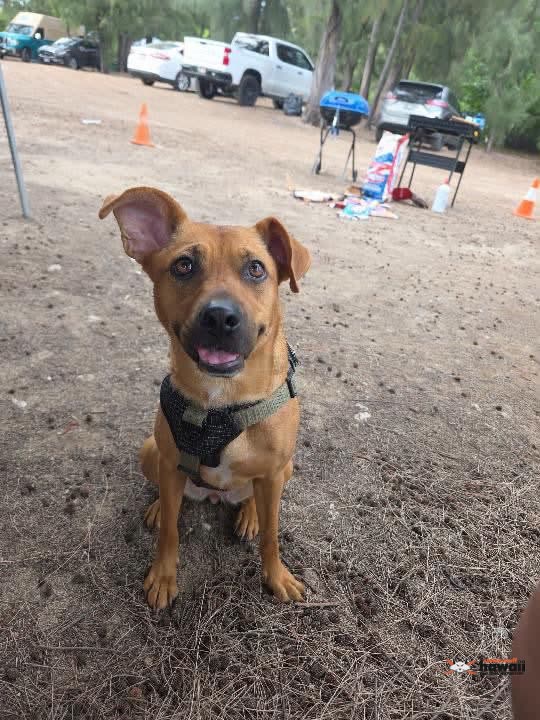 LOST PET - Lulumahu Falls, Nuuanu | SSH Search