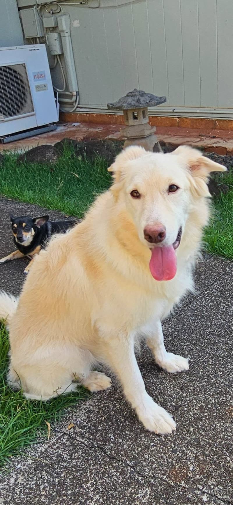 LOST PET - Alewa Heights, Honolulu | SSH Search
