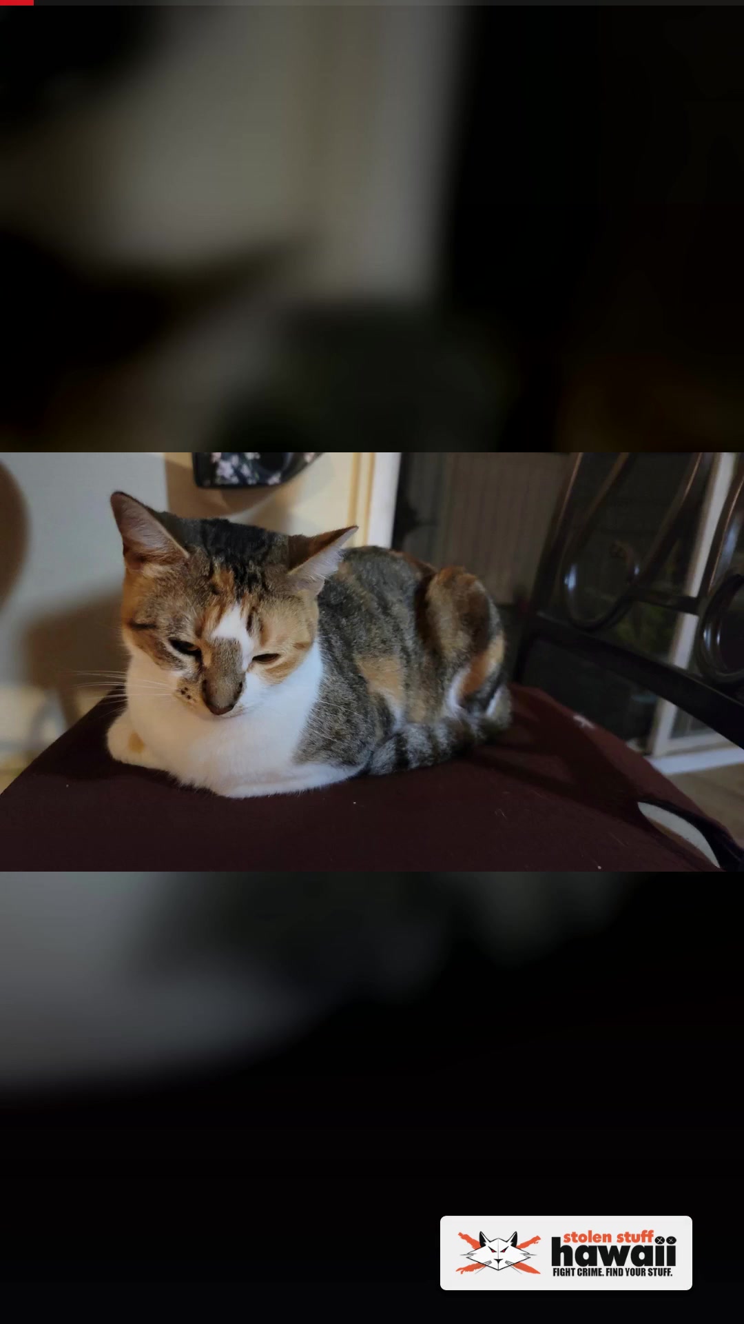 LOST PET - Kapilina Beach Homes, Ewa Beach | SSH Search