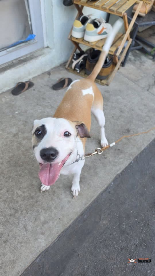 FOUND PET - Isenberg Street, Moiliili | SSH Search