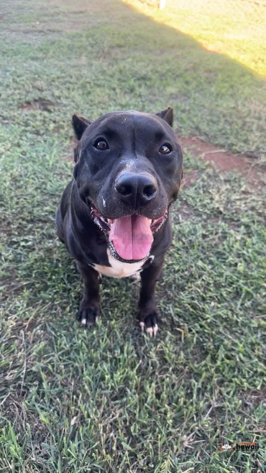 FOUND PET - Kalaeloa | SSH Search