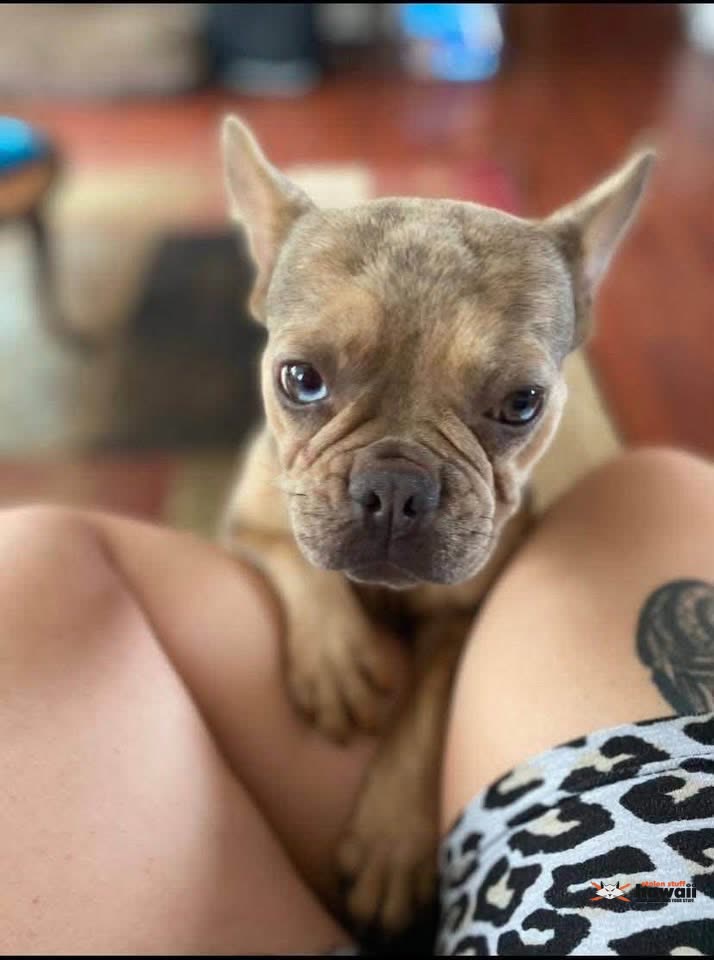 LOST PET - Waianae Valley Road, Waianae | SSH Search