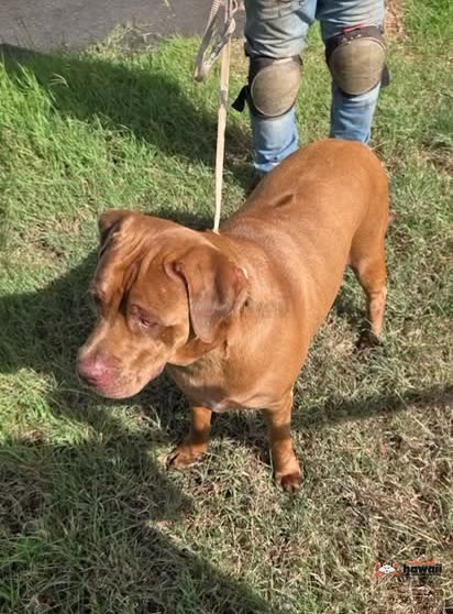 FOUND PET - Aina Haina, Honolulu | SSH Search