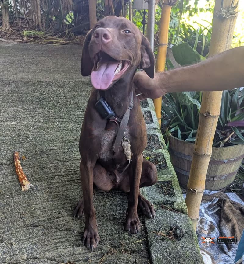 FOUND PET - Palolo, Honolulu | SSH Search