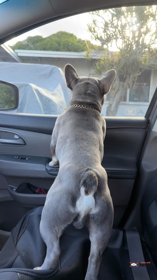FOUND PET - Akamai St, Kailua | SSH Search