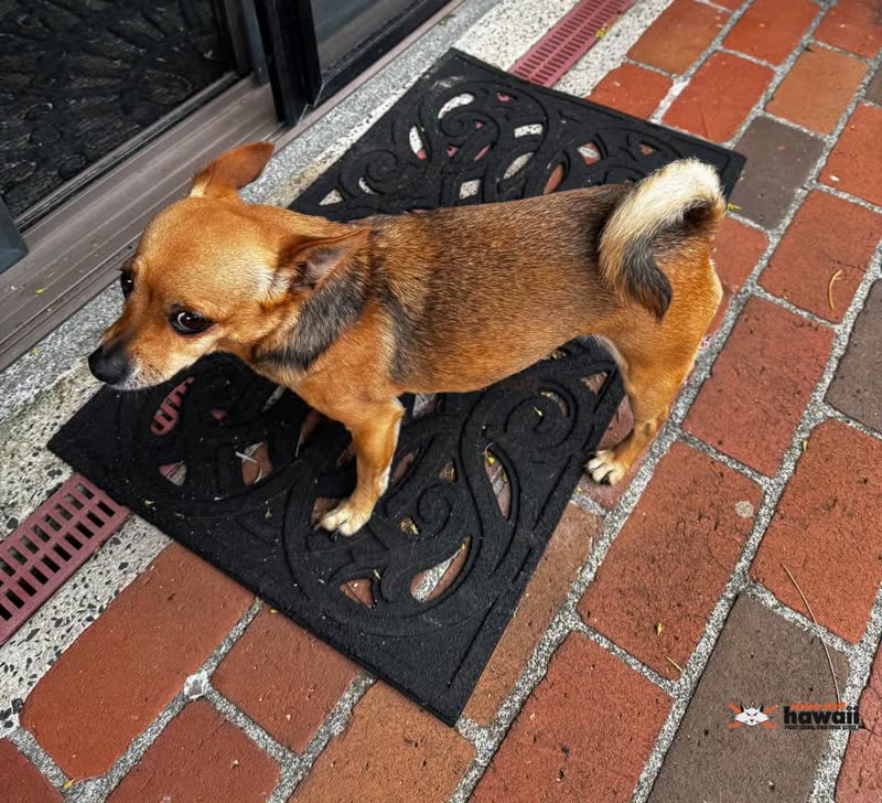 LOST PET - Hanalei St, Waianae | SSH Search