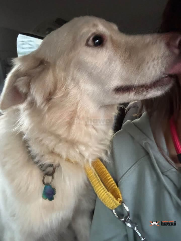 FOUND PET - Unknown | SSH Search