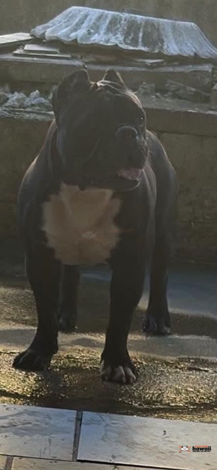 LOST PET - Unknown | SSH Search