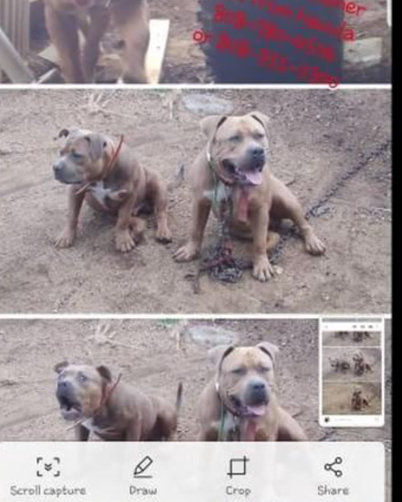 LOST PET - Kaneohe, Oahu | SSH Search