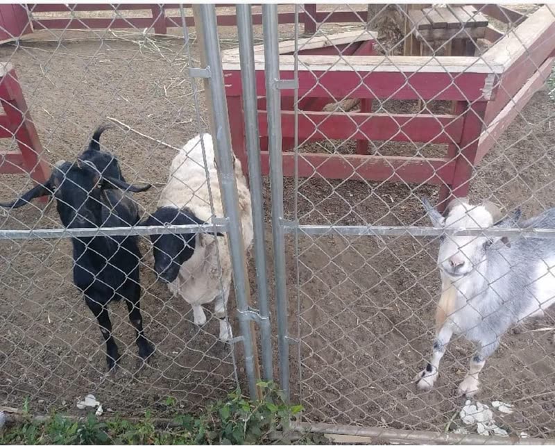 THEFT - Hoa Aina O Makaha farm, Makaha | SSH Search