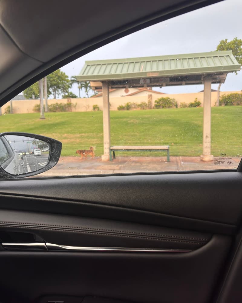 ANIMAL SIGHTING - Fort Weaver | SSH Search