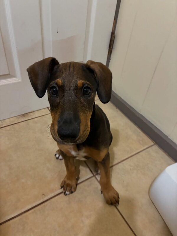 LOST PET - HaHia Loop Hiapo Street. | SSH Search