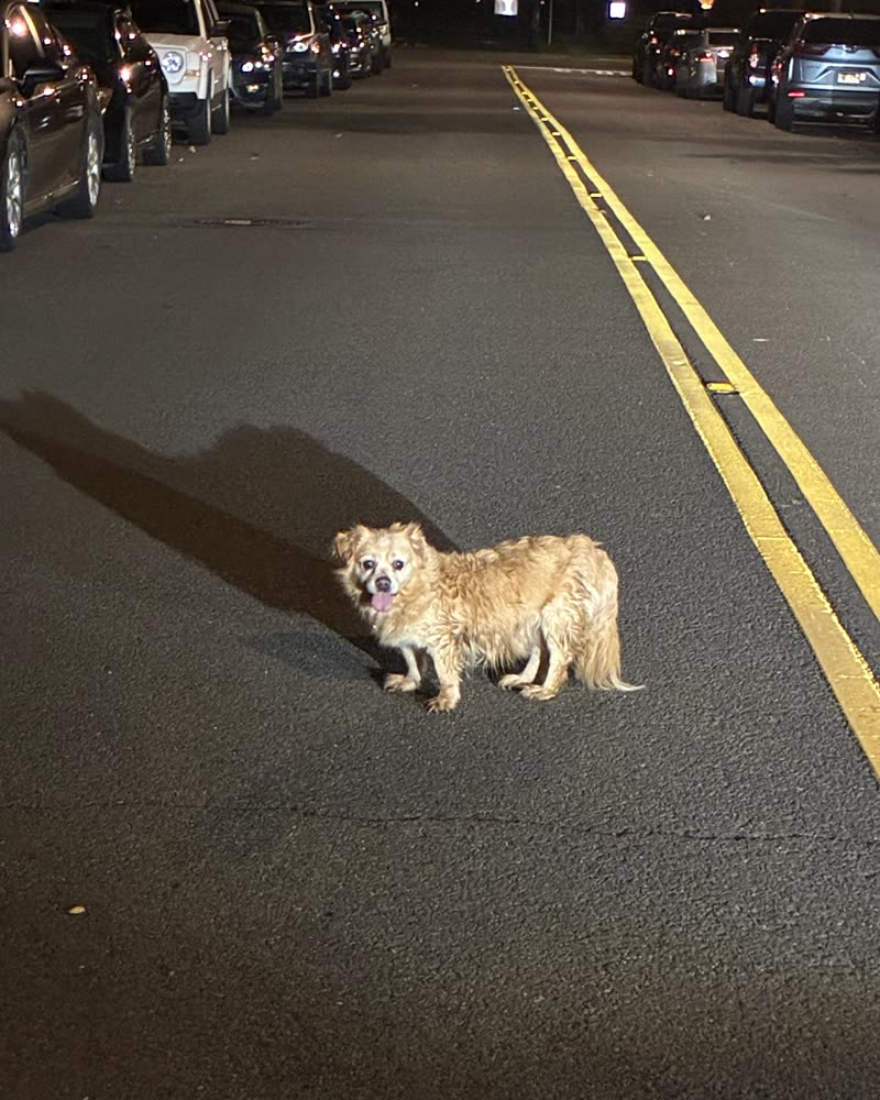 FOUND PET - Oahu | SSH Search