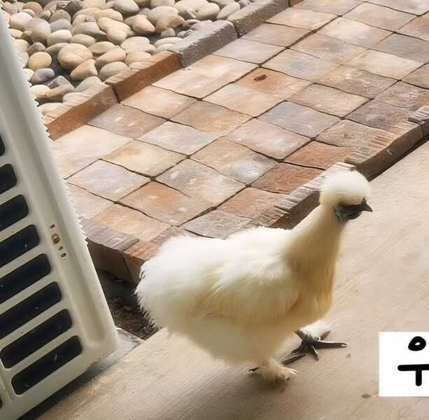 LOST PET - Mehana | SSH Search