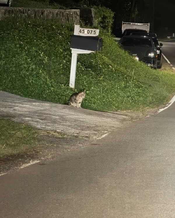 ANIMAL SIGHTING - Kaneohe, HI | SSH Search
