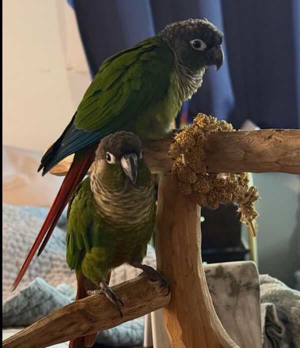 LOST PET - Oahu | SSH Search