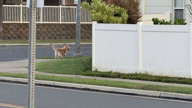 ANIMAL SIGHTING - Ocean Pointe | SSH Search