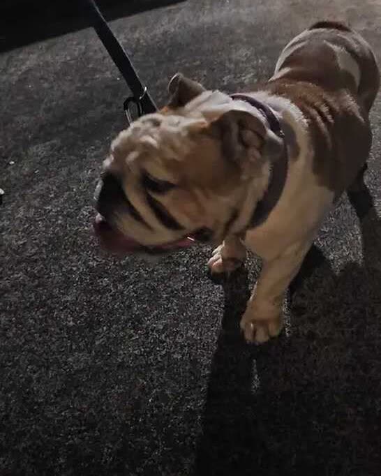 FOUND PET - Newtown | SSH Search