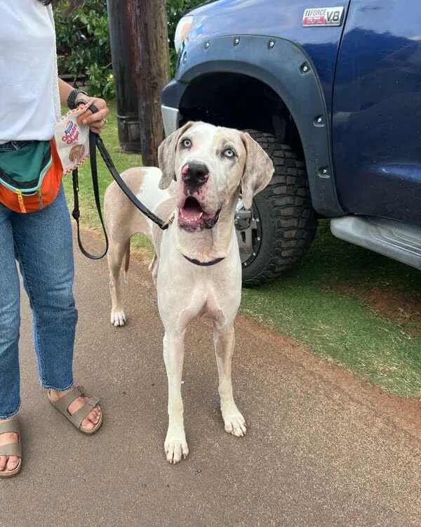FOUND PET - Oahu | SSH Search