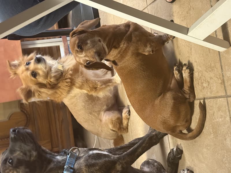 LOST PET - Oahu | SSH Search