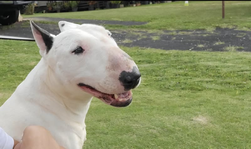 LOST PET - Unknown | SSH Search