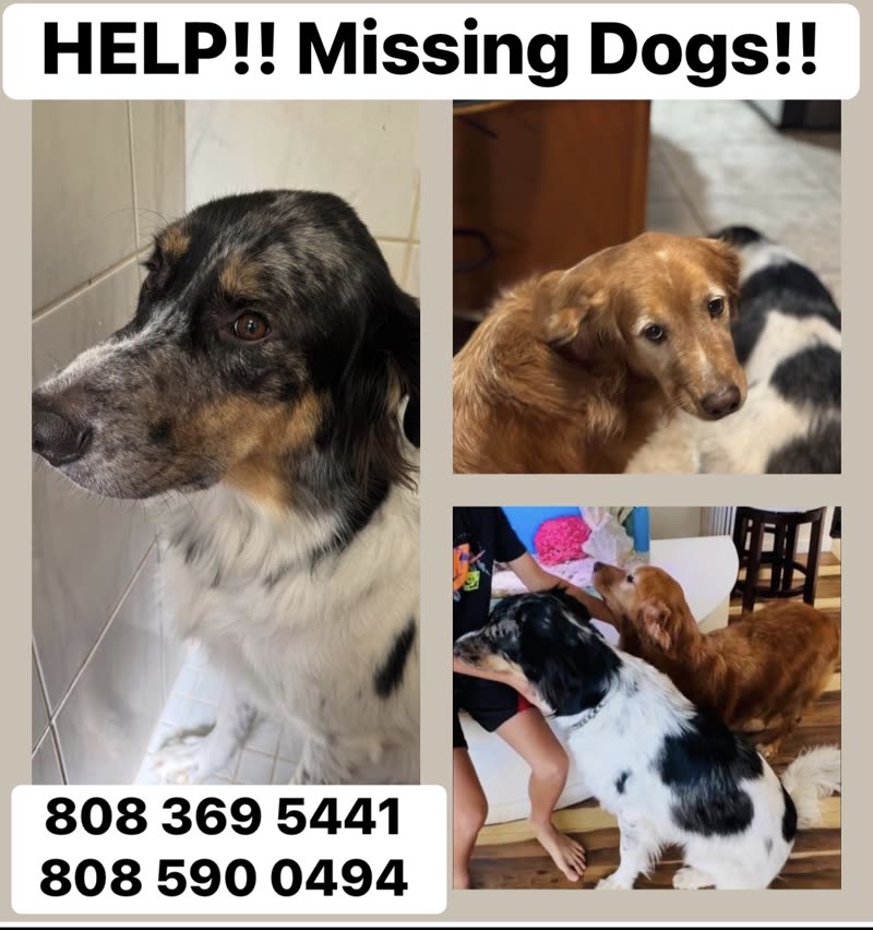 LOST PET - Unknown | SSH Search