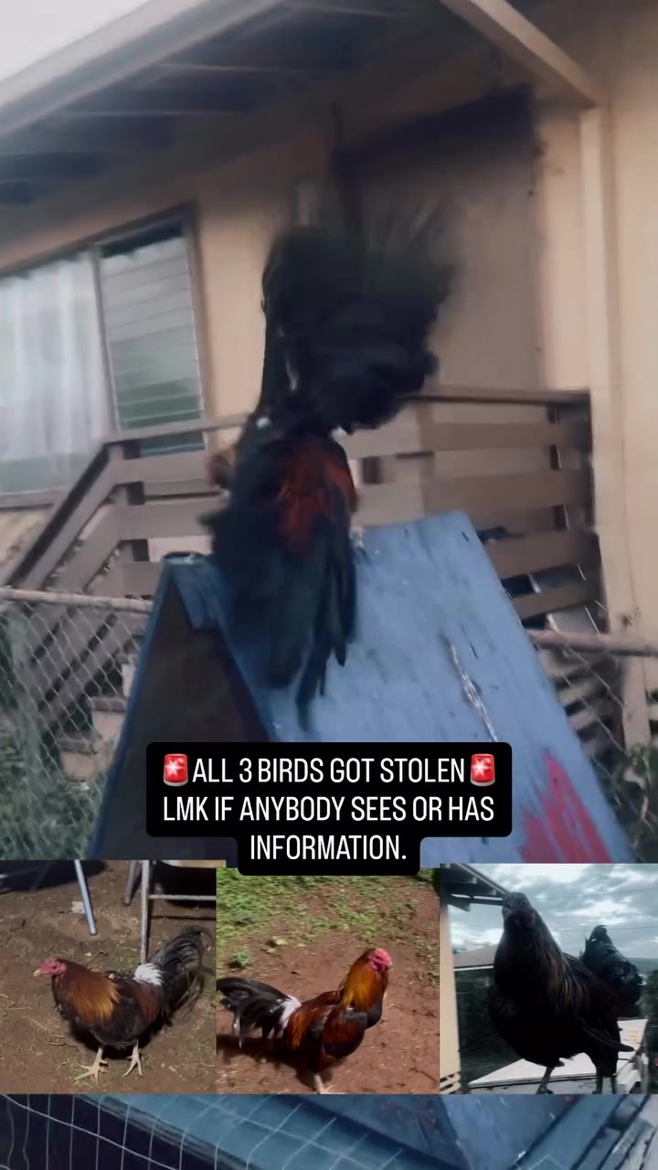 THEFT - Nanakkuli | Stolen Stuff Hawaii