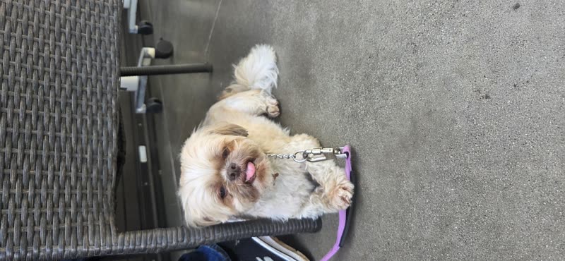 FOUND PET - Unknown | SSH Search