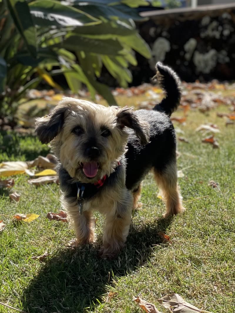 LOST PET - Lohea Place, Aiea | SSH Search
