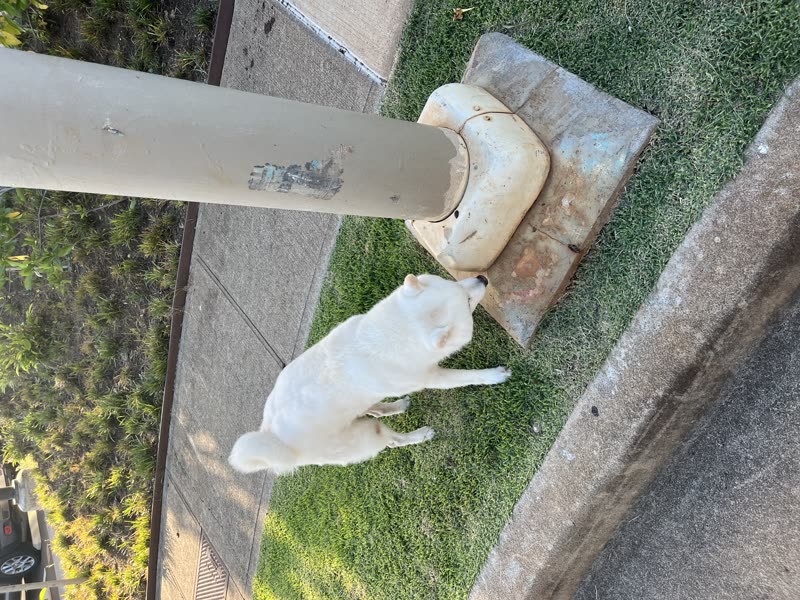 ANIMAL SIGHTING - Oahu | SSH Search