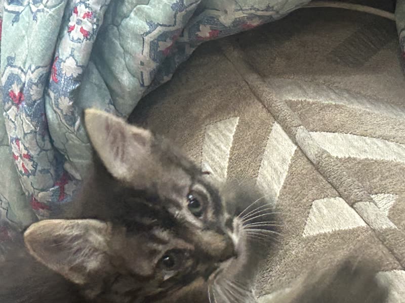 LOST PET - Unknown | SSH Search