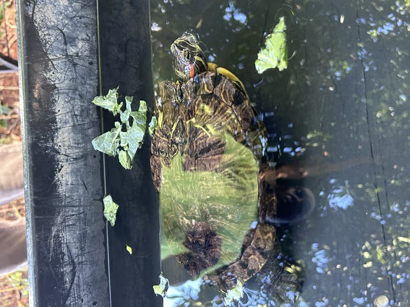 FOUND PET - Unknown | SSH Search