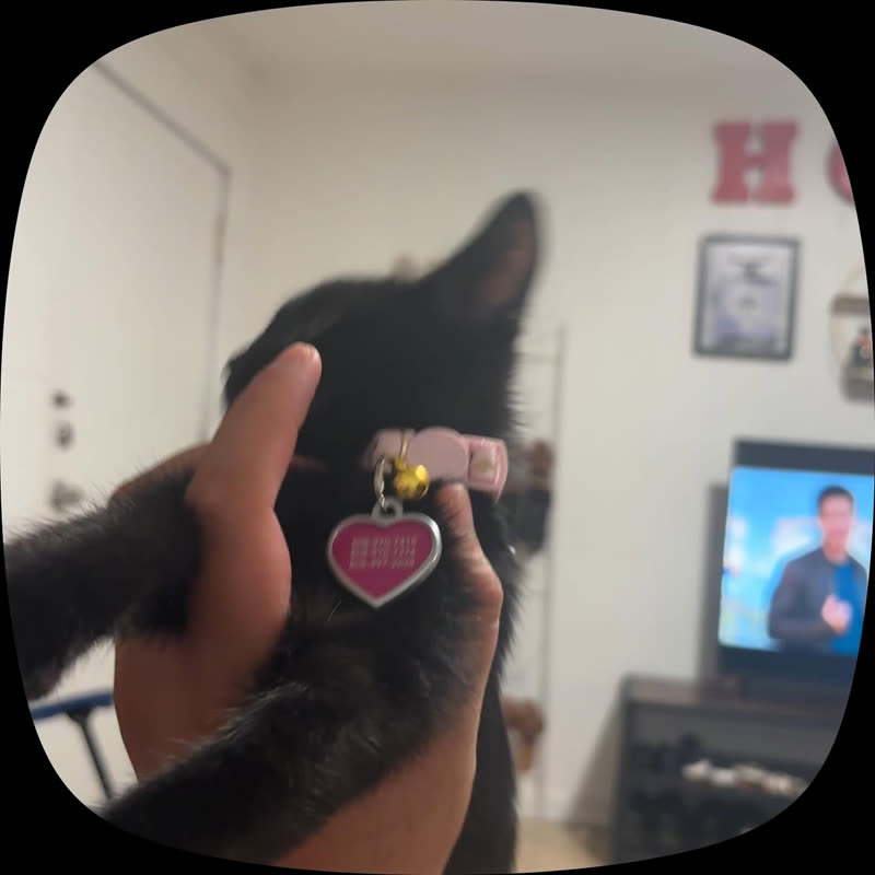 LOST PET - Unknown | SSH Search