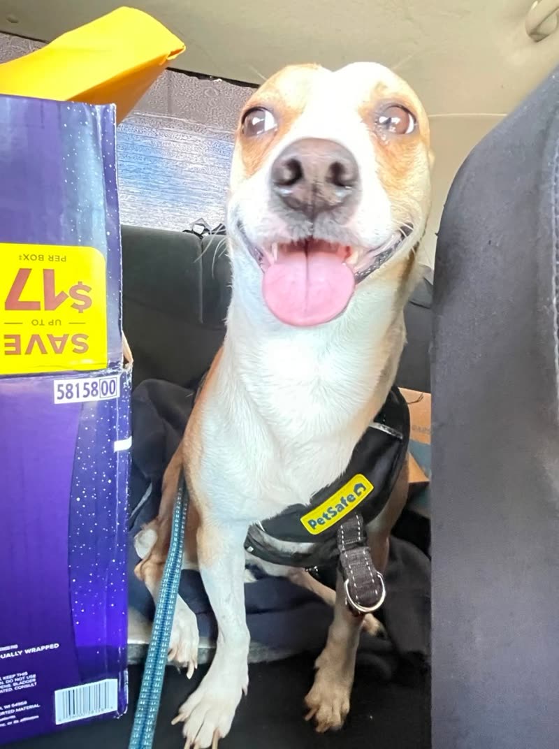 FOUND PET - Unknown | SSH Search