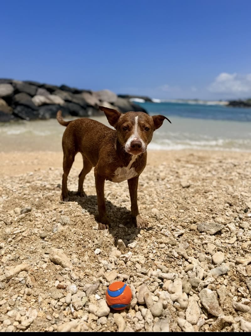 LOST PET - Unknown | SSH Search