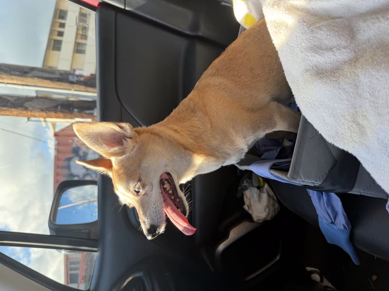 FOUND PET - Waialae Dental Care | SSH Search