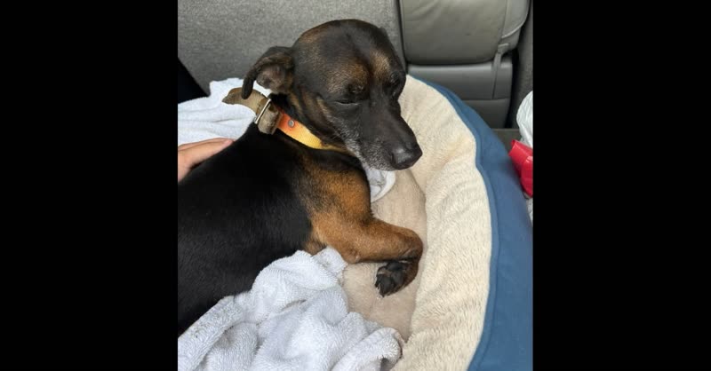 FOUND PET - Kalanianaole Highway, Waimanalo | SSH Search