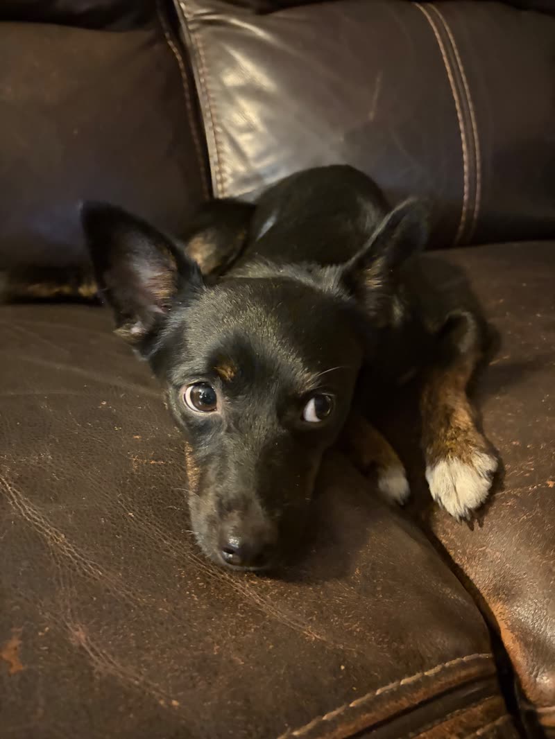 FOUND PET - Kalihi | SSH Search